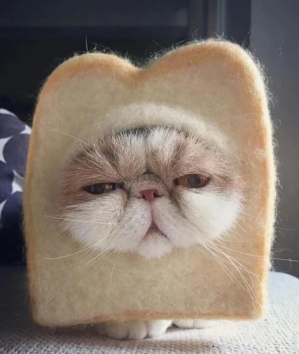 кошка кошки малого и среднего размера кошачьи