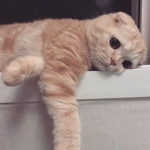 животное млекопитающее кошки малого и среднего размера