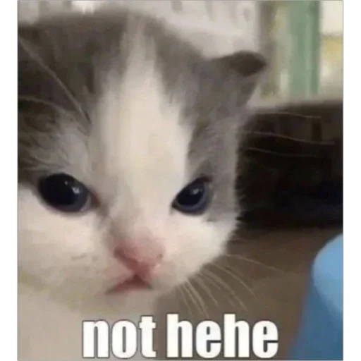 Стикер not he-he - 10