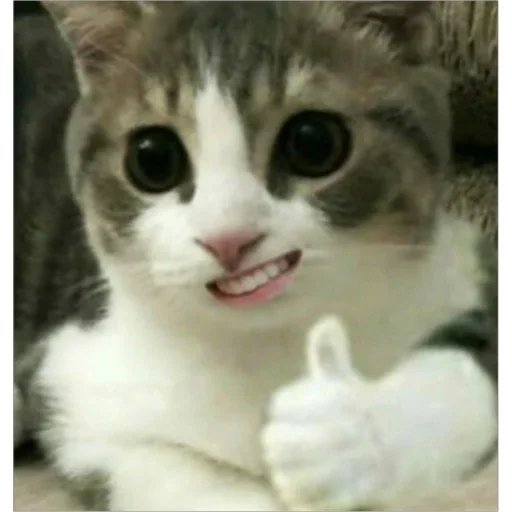 Стикер not he-he - 8