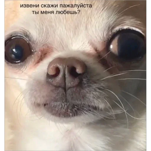 Стикер not he-he - 4