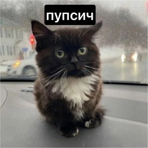 Стикер not he-he - 2