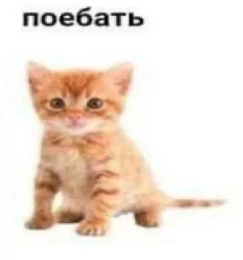 Sticker fwQLKdsUFwhGJW_by_stickers_stealer_bot - 1