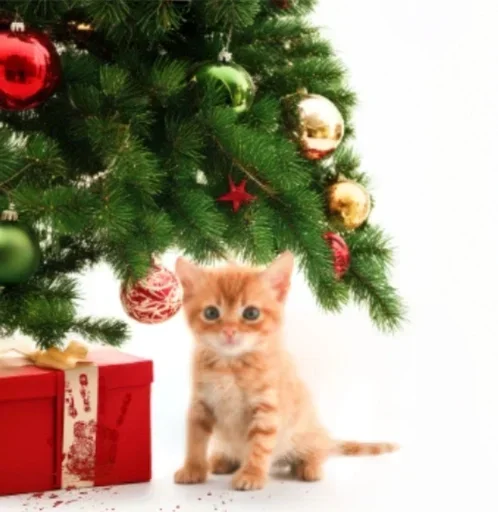 Sticker fwQLKdsUFwhGJW_by_stickers_stealer_bot - 1