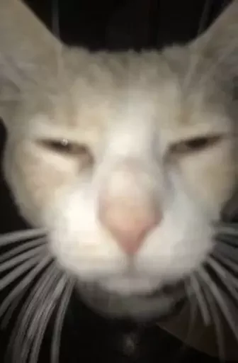 котікі сабачкі by @oweinxas - 