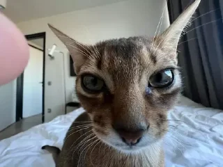 Sticker котікі сабачкі by @oweinxas - 6