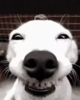 Sticker котікі сабачкі by @oweinxas - 0