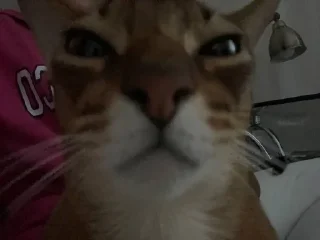 Sticker котікі сабачкі by @oweinxas - 5