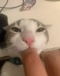 Sticker котікі сабачкі by @oweinxas - 7