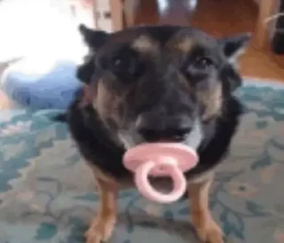 Sticker котікі сабачкі by @oweinxas - 8