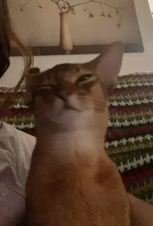 Sticker котікі сабачкі by @oweinxas - 9