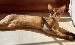 Sticker котікі сабачкі by @oweinxas - 11