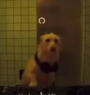 Sticker котікі сабачкі by @oweinxas - 10