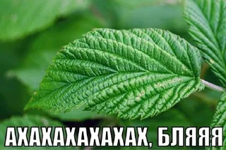 Sticker (⁠ﾉ⁠◕⁠ヮ⁠◕⁠)⁠ﾉ⁠*⁠.⁠✧ - 1