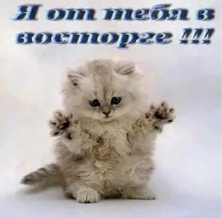 Sticker (⁠ﾉ⁠◕⁠ヮ⁠◕⁠)⁠ﾉ⁠*⁠.⁠✧ - 8