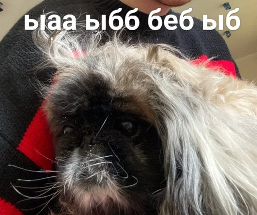 млекопитающее животное домашнее животное