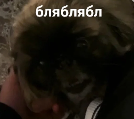 млекопитающее животное домашнее животное