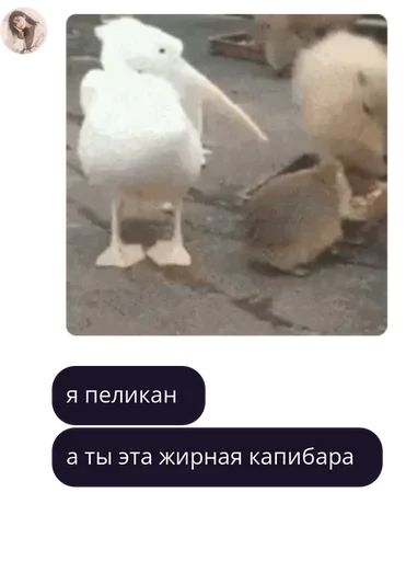 Sticker g1oqavwb8_633305784_by_bakaquote_bot - 1