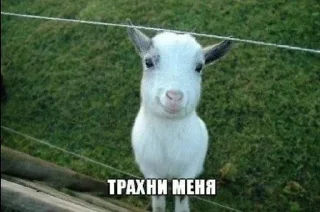 Sticker g3r0in4ik - 4