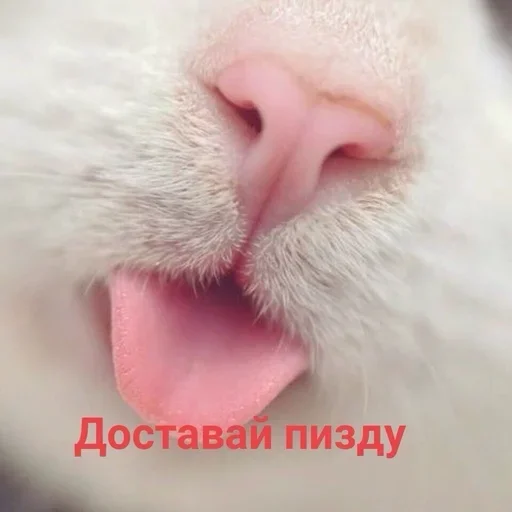 млекопитающее животное Макросъемка