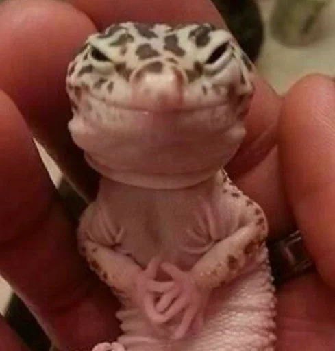 млекопитающее животное ящерица