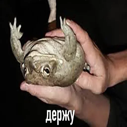 пресмыкающееся Человек животное