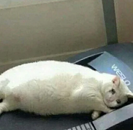 Стикер gHMwSYxD_by_stickers_stealer_bot - 1