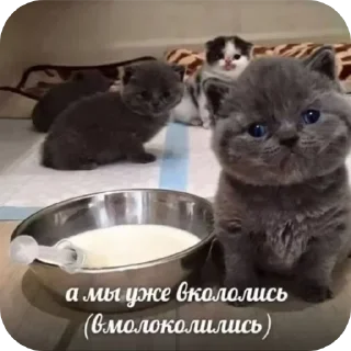 Sticker Больше стиков тут: @stikery4 - 4