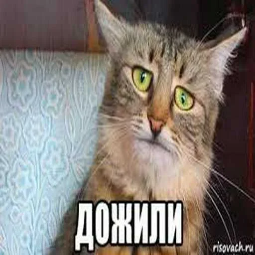 Стикер gSsozsj_by_achestickbot - 1