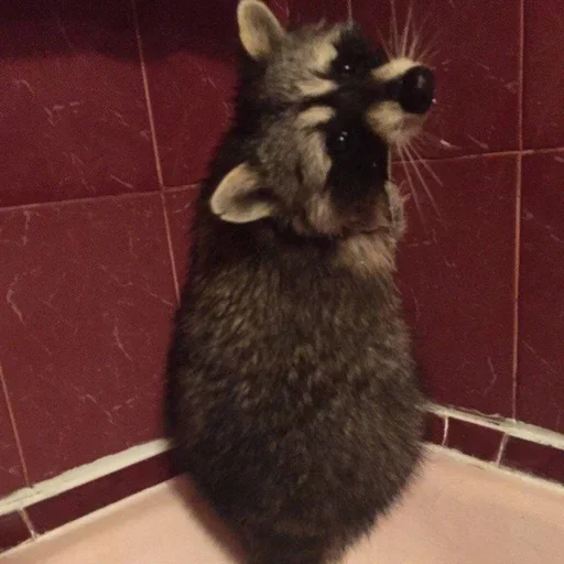 Стикер gZSuEpHcxD_by_WmojiBot - 1