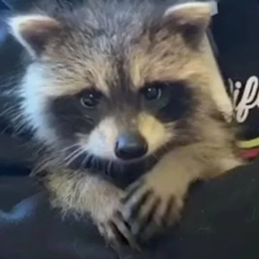 Sticker gZSuEpHcxD_by_WmojiBot - 1