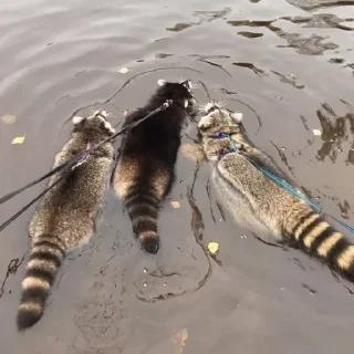 Стикер Стикеры тут 👉 @Femoji - 4