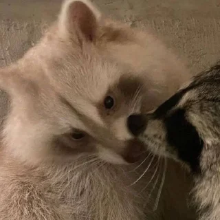 Стикер Стикеры тут 👉 @Femoji - 10