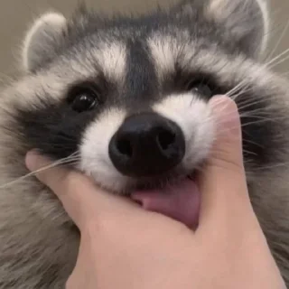 Стикер Стикеры тут 👉 @Femoji - 8