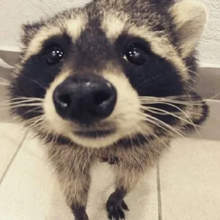 Стикер Стикеры тут 👉 @Femoji - 11