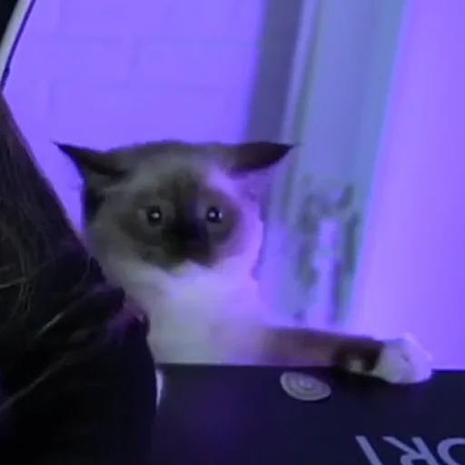 животное кошка млекопитающее