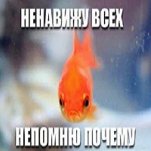 Sticker galuptsovski - 1