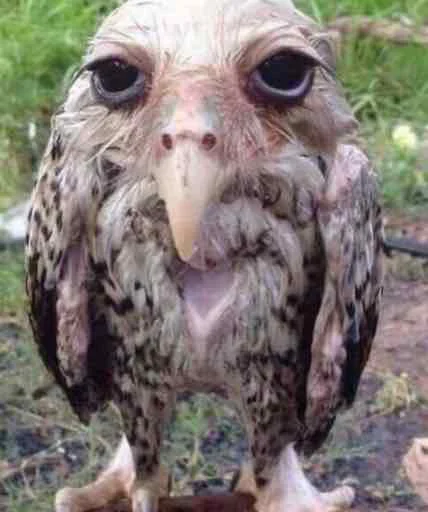 ГАМНО птица - 