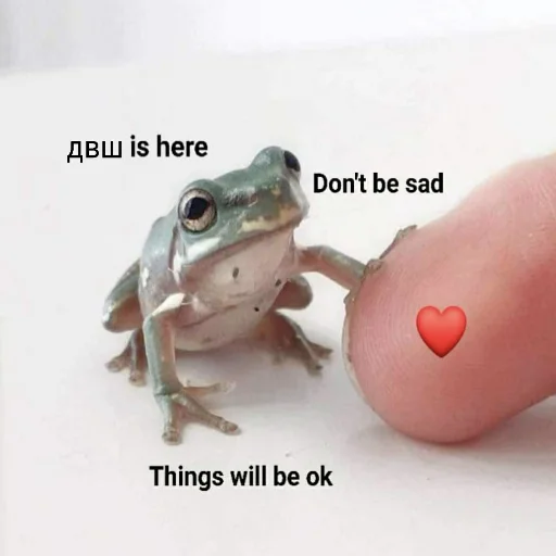 animal frog amphibian