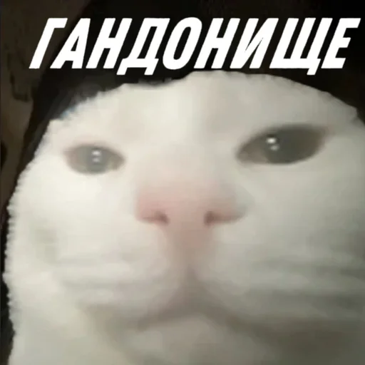 СМС животное млекопитающее