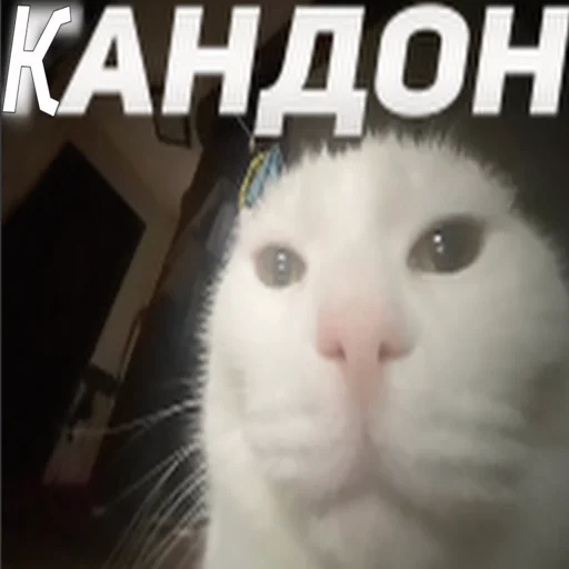 животное млекопитающее СМС