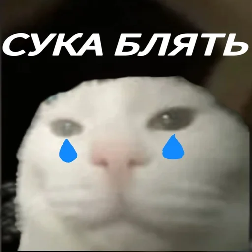 СМС животное млекопитающее