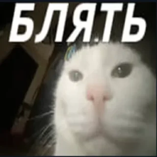 Стикер Gandon(@dimutiks) - 8