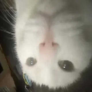 животное млекопитающее домашняя кошка