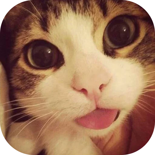 Стикер garniocats - 1