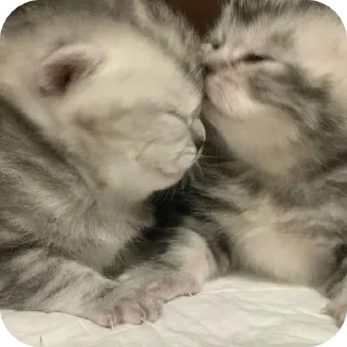 Стикер @sharnio - 7