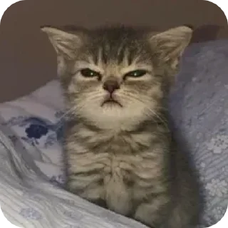 Стикер @sharnio - 8