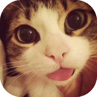 Стикер @sharnio - 10