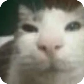 Стикер @sharnio - 11