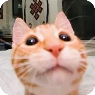 Стикер @sharnio - 6